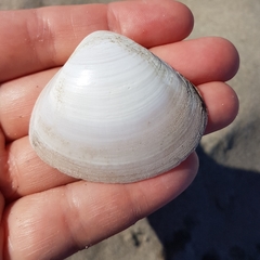 Mactra stultorum