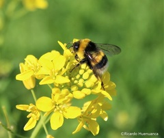 Bombus terrestris