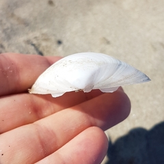 Mactra stultorum