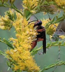 Sphex ichneumoneus
