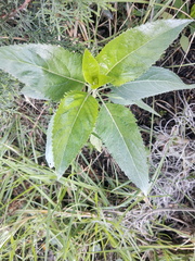 Stevia lucida
