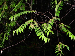 Goupia glabra