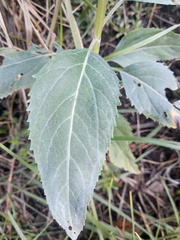 Stevia lucida