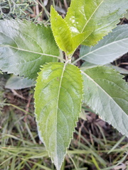 Stevia lucida