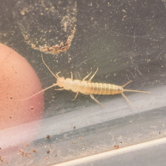 Nicoletiidae