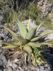 Agave garciamartinezii