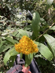 Verbesina hypargyrea