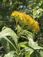Verbesina hypargyrea