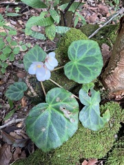 Begonia plebeja