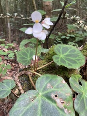 Begonia plebeja