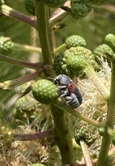 Megalostomis dimidiata