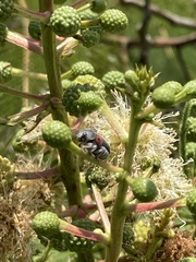 Megalostomis dimidiata