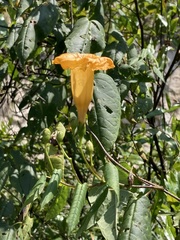 Ipomoea aurantiaca