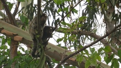 Callithrix penicillata