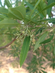 Aspidosperma