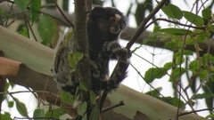 Callithrix penicillata