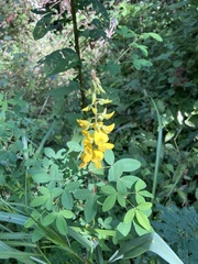 Crotalaria cajanifolia