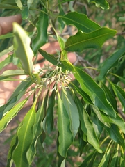 Aspidosperma