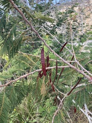 Leucaena collinsii
