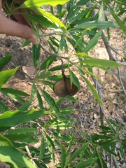 Aspidosperma