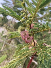 Leucaena collinsii