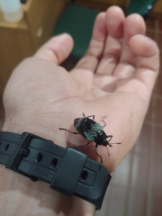 Cypherotylus borgmeieri
