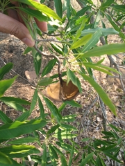 Aspidosperma
