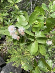 Mimosa lactiflua