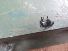Cypherotylus borgmeieri