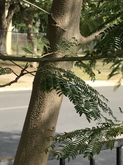 Leucaena leucocephala
