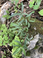 Achimenes cettoana