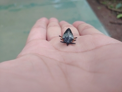 Cypherotylus borgmeieri