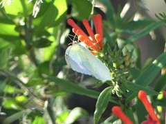 Abaeis mexicana