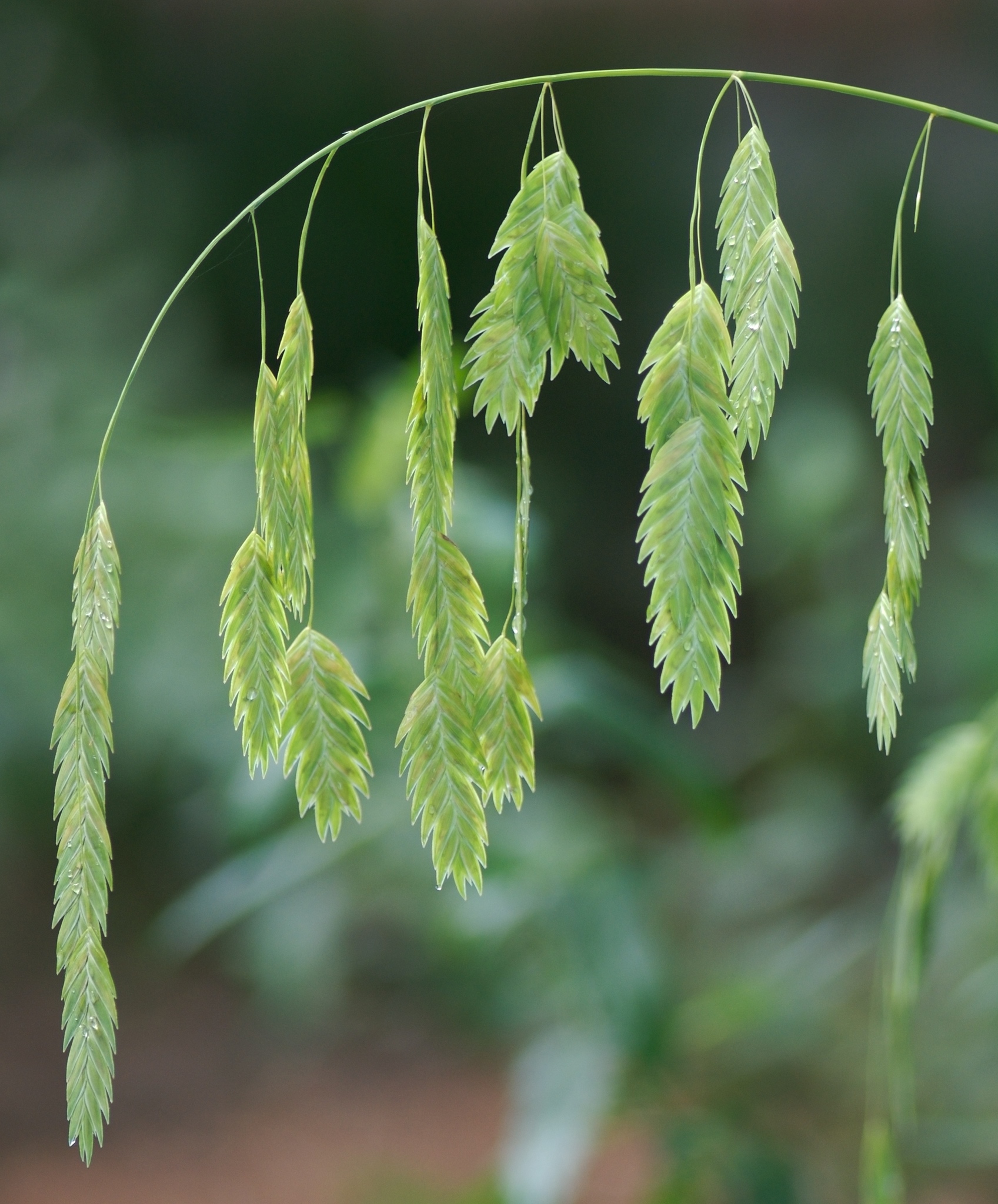 Chasmanthium