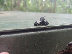 Cypherotylus borgmeieri