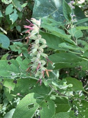 Salvia lasiantha