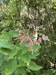 Salvia lasiantha
