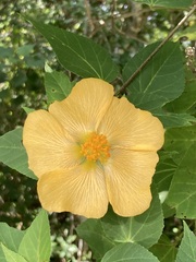 Dendrosida sharpiana