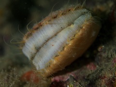 Chlamys
