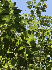 Colubrina arborescens