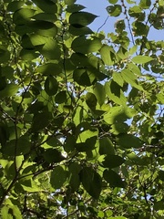 Colubrina arborescens