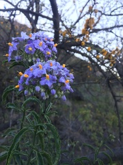 Solanum crispum