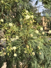 Leucaena leucocephala