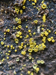 Chlorosplenium chlora