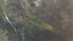 Lucania parva