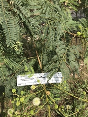 Leucaena leucocephala