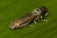 Anacampsinae