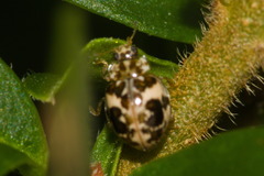 Psyllobora bicongregata