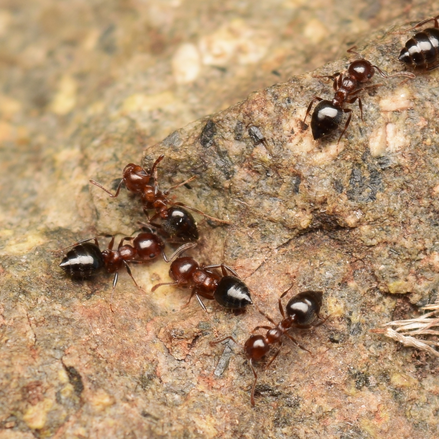Crematogaster californica
