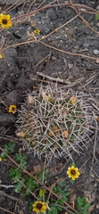 Mammillaria karwinskiana karwinskiana